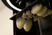 Lucitone Digital Value