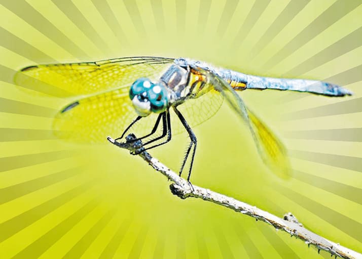 Beware the Dragonfly