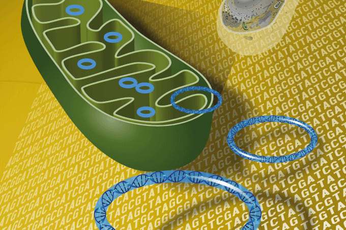 The Mitochondrial Trojan Horse