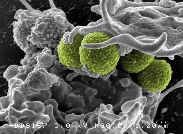 Endolysins Vs MRSA