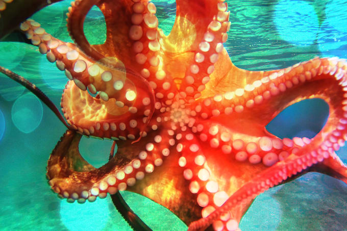 Squid-Inspired Drug Delivery