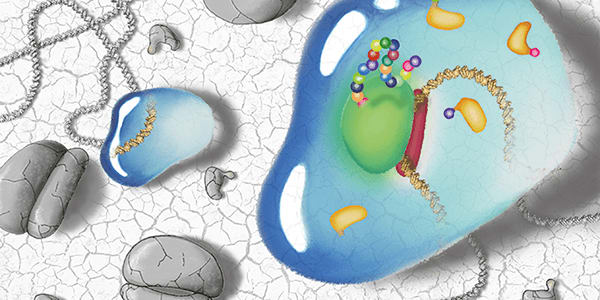 Protein Synthesis – But Not as We Know It