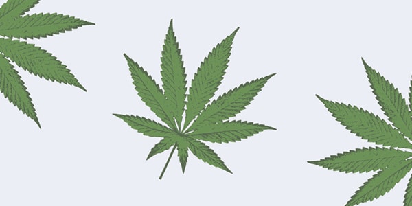 The Marijuana Medicine Makers