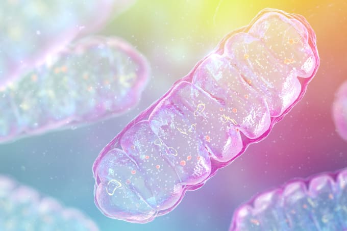 Unraveling Mitochondrial Biology