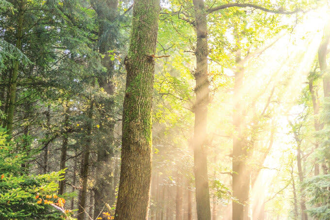 Back to Nature