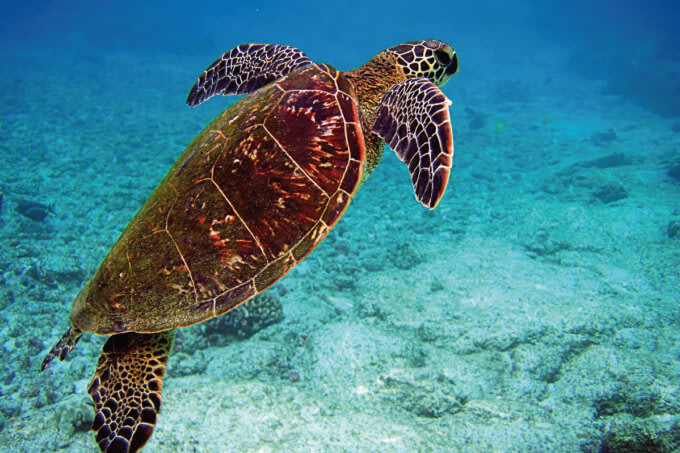Turtle Recall