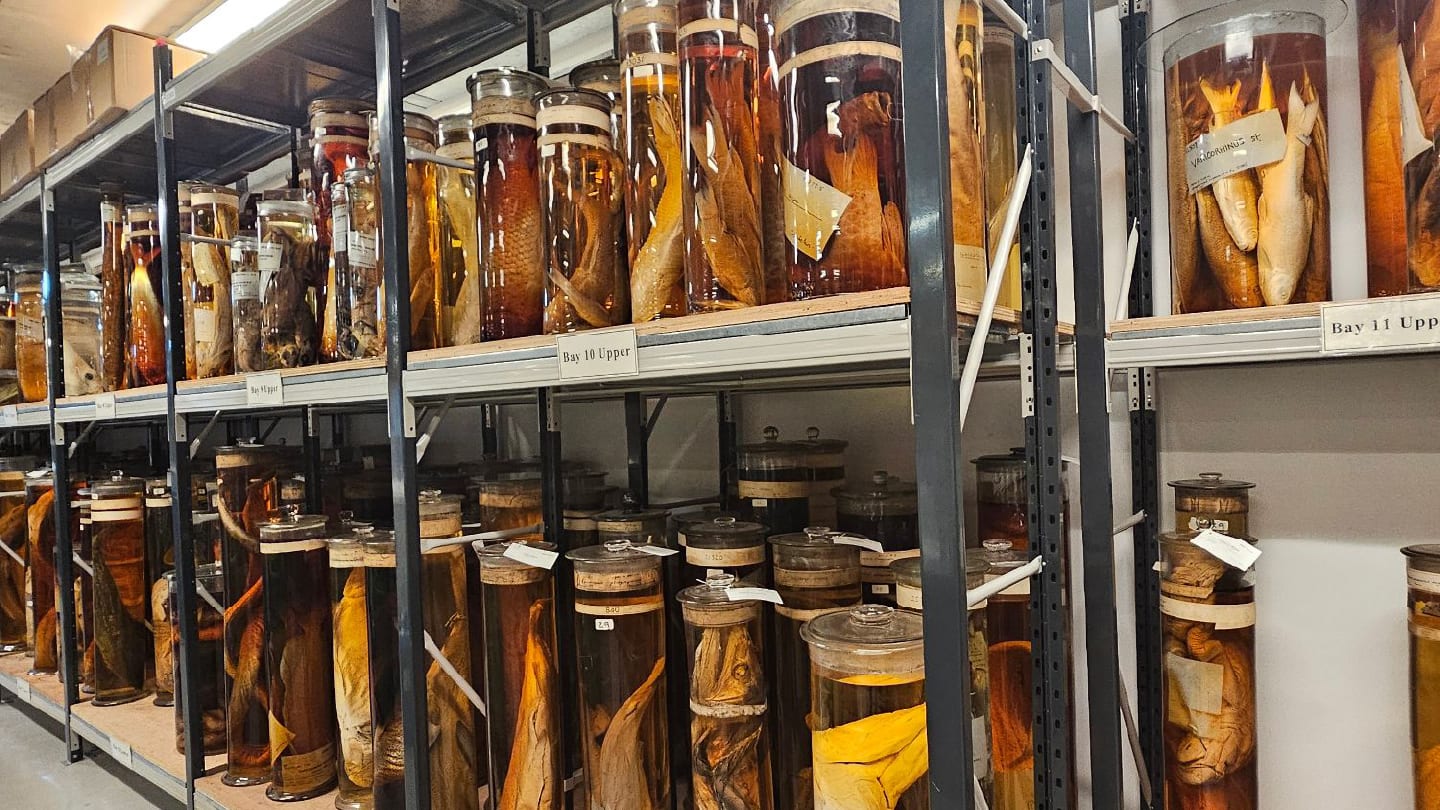 SORS Identifies Preservation Fluids Through Sealed Museum Jars