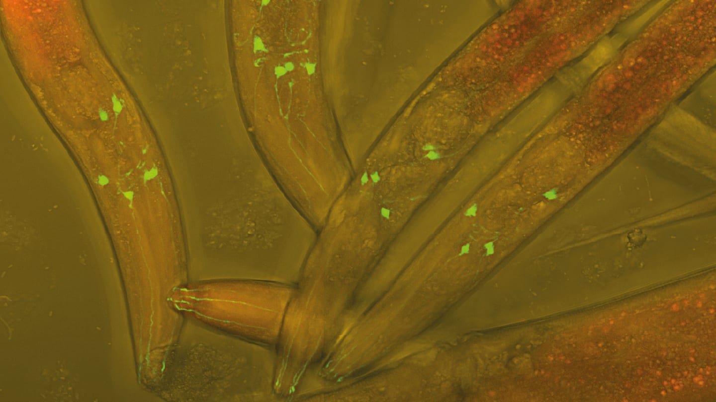 Mass Spec Roundup: Worms, Phytoplankton, and scProteomics…