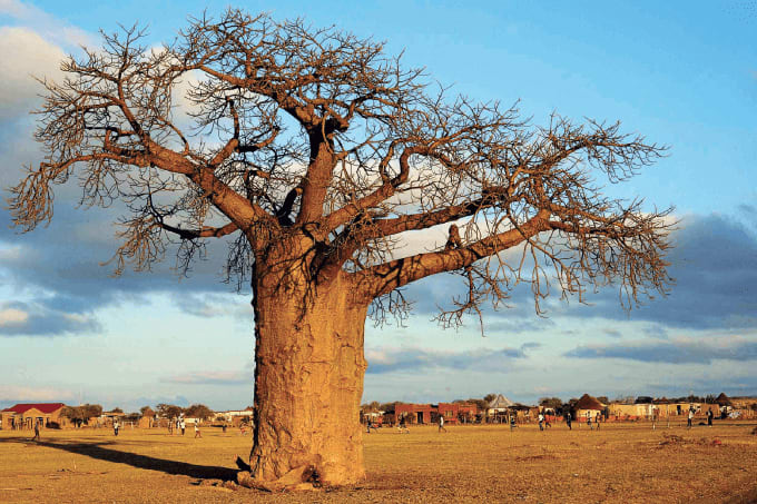 Dating the Big Tree