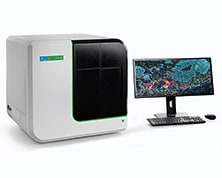 Visualize, quantify, and phenotype in situ in FFPE tissue sections and TMAs