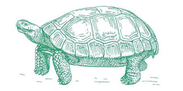 What if Aesop’s Tortoise Was Smarter?