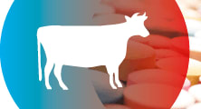 Antimicrobial Abuse