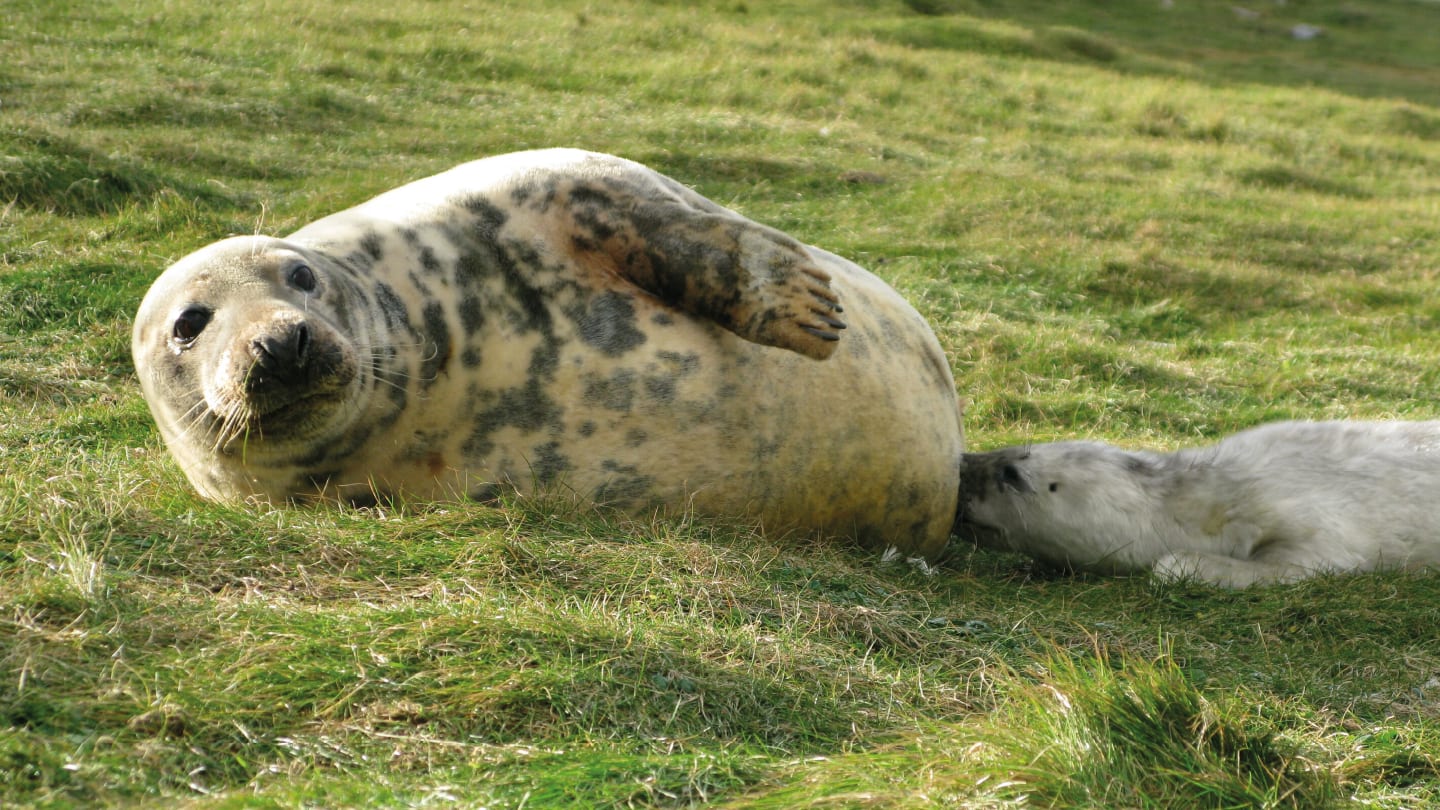 Mass Spec Roundup: Gold, G-Proteins, and Gray Seals… 