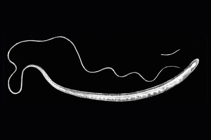 Coprolite Parasite Insight