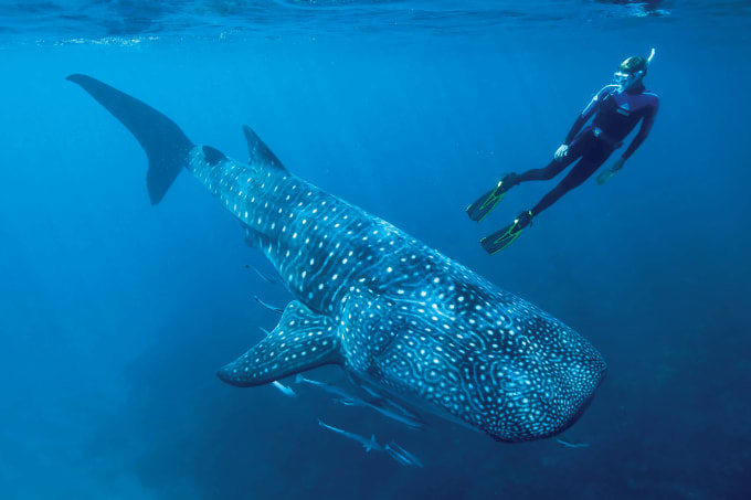 Whale (Shark) of a Time