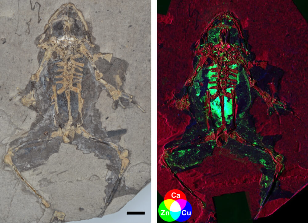 Image of the Month: Ancient Amphibian Autopsy