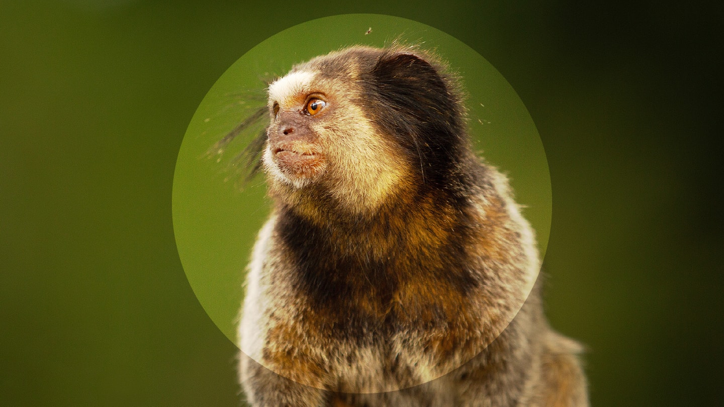 The Missing Pieces of the Marmoset Genome