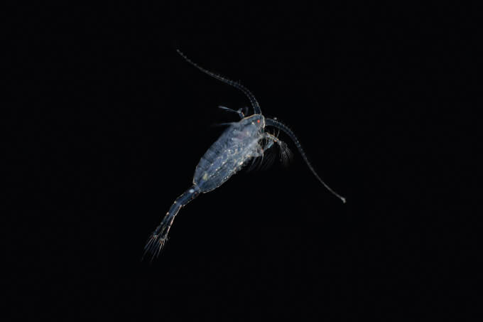 Image of the Month: Terror on the High Seas