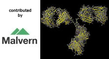 Measuring Antibody Molecular Weight by SEC-MALS