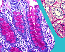 Shelf-Stable Schiff’s Reagent: Saving Time Without Compromise