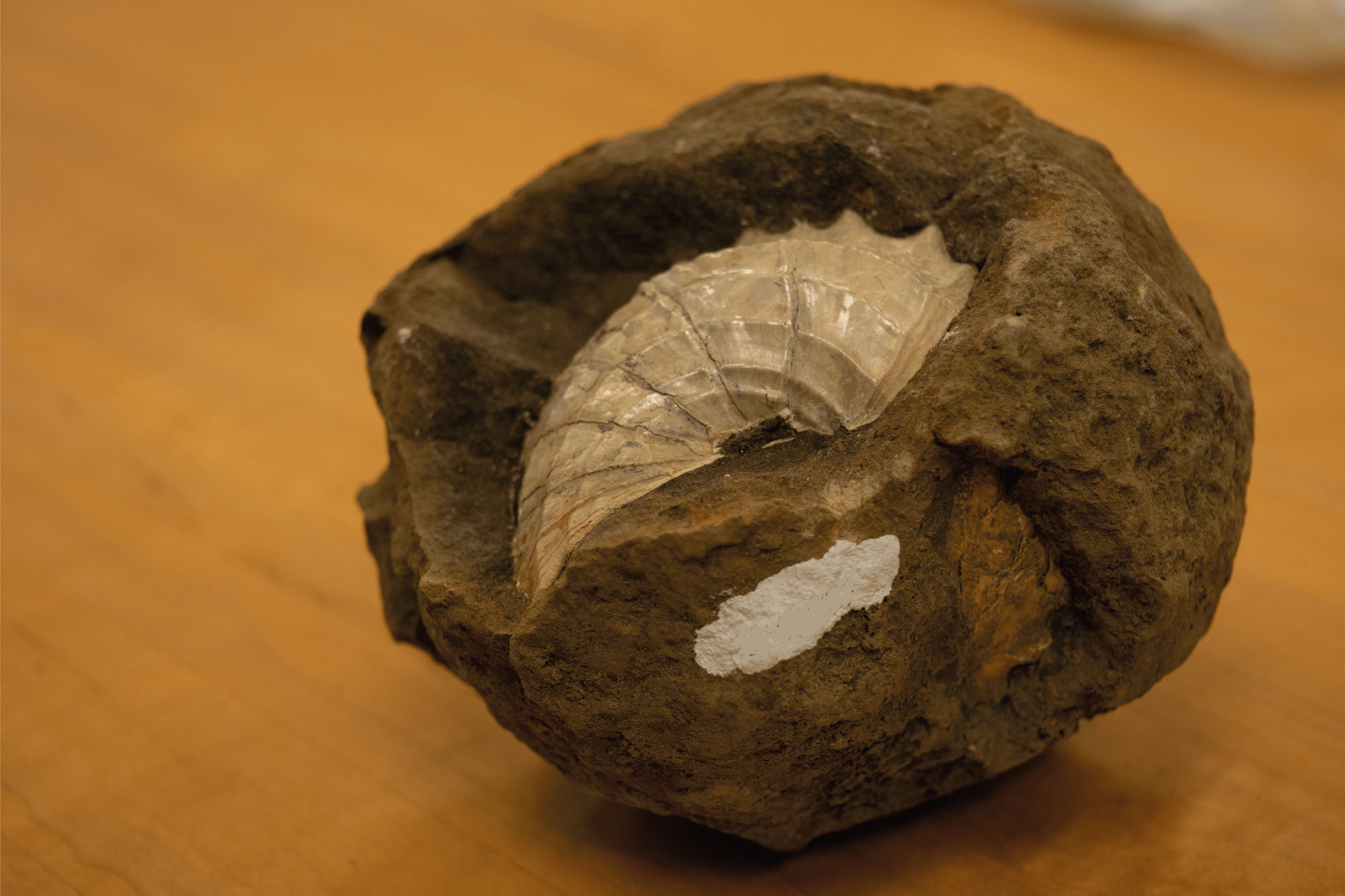 Cretaceous Catastrophe