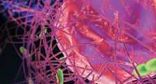 Immune System Chat Room