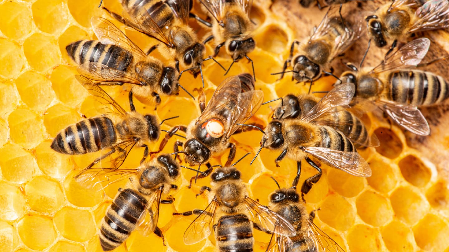 The Queen Bees Toxic Legacy