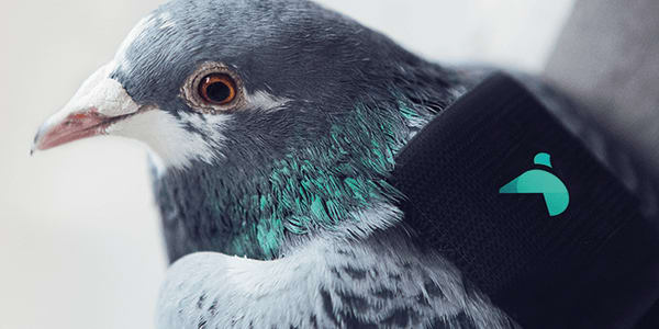 Pigeon Patrol