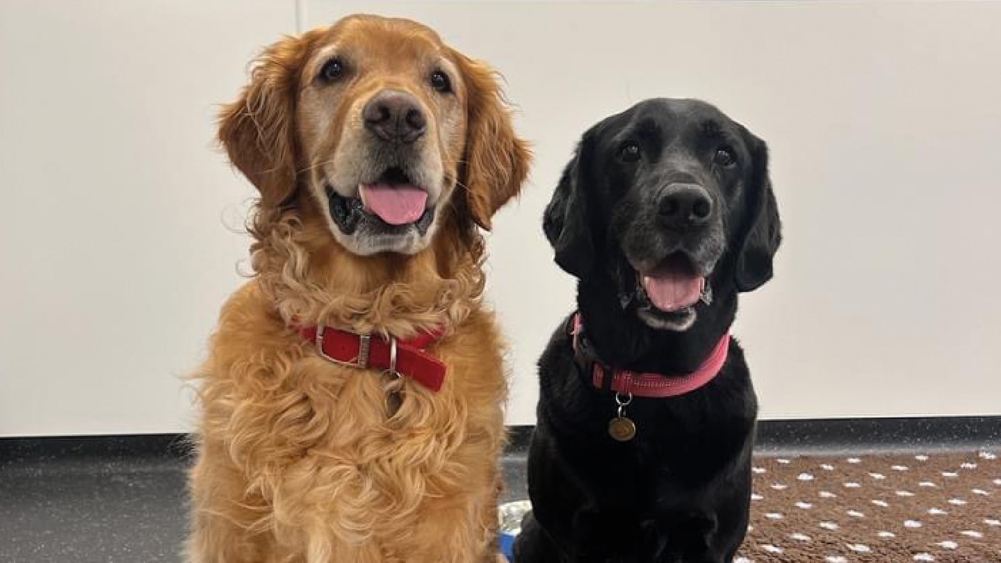 Dogs' Noses Detect Parkinson’s Disease