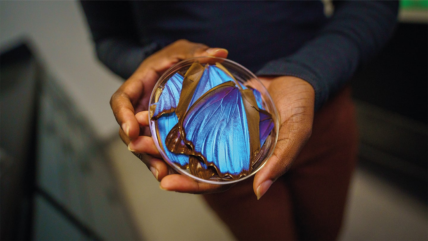 The Optical Imaging Platform Inspired by Butterfly Wings