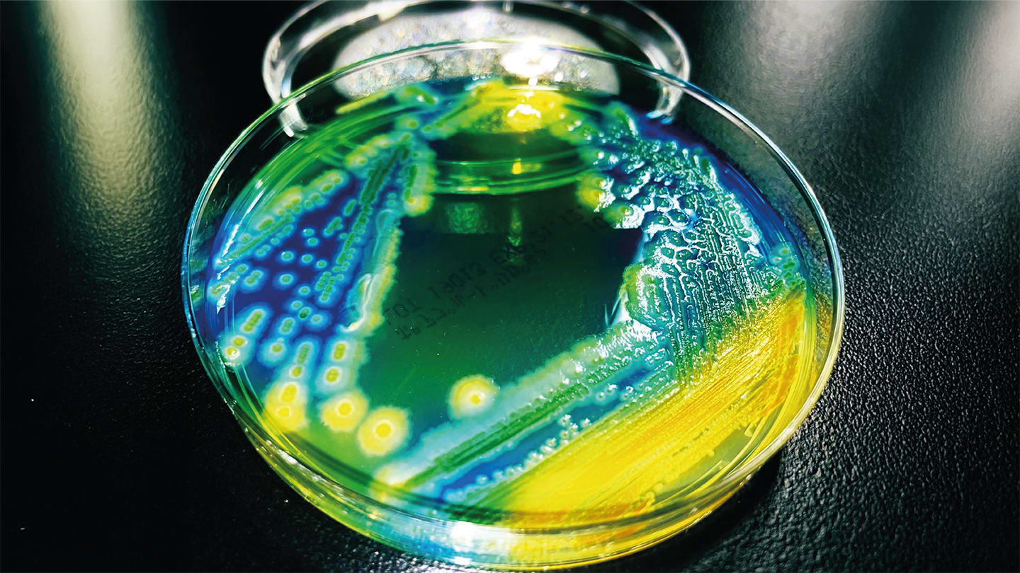 Colorful Coli
