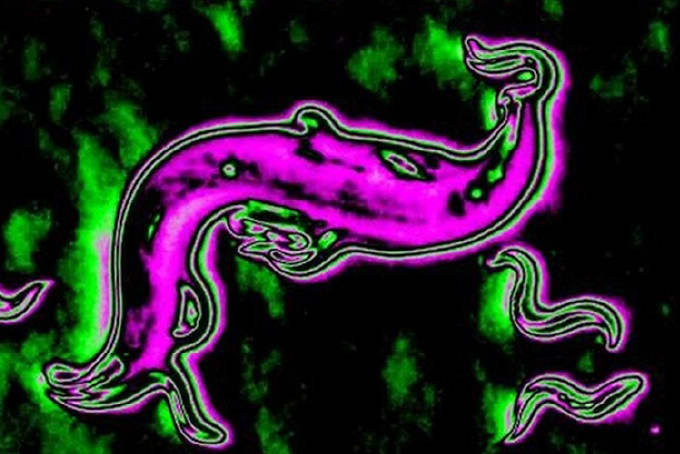 Roundworm Analysis Reveals Surface Lipid Adaptations