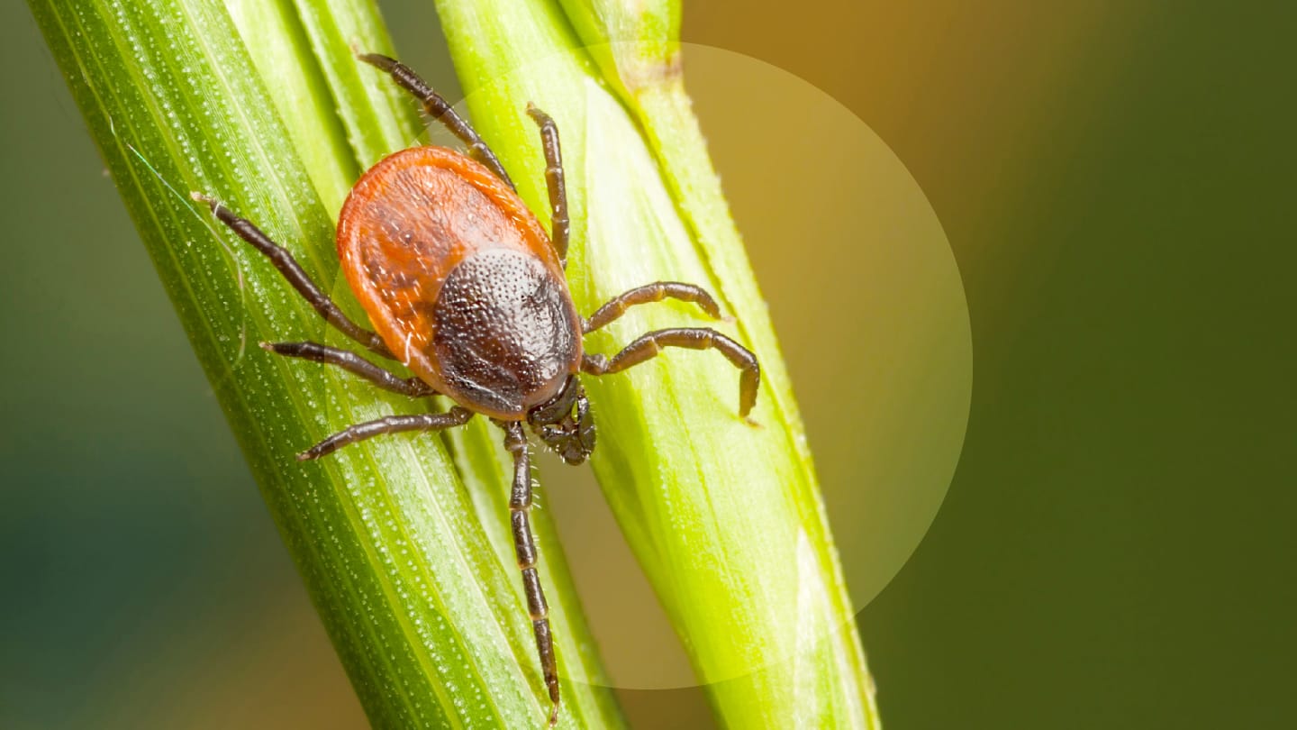 Blood Smear Uncovers Tick-Borne Infection