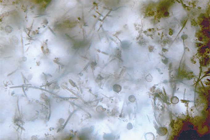 New Window into Ancient Microfossils