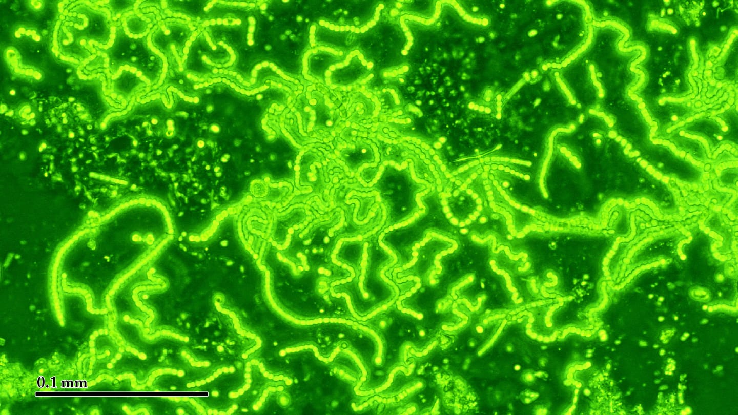 Mass Spec Roundup Fragments Fumes and Photosynthesis