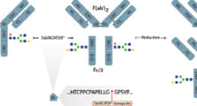 Rapid and Robust Subunit Domain Mapping of Monoclonal Antibody Based Biotherapeutics
