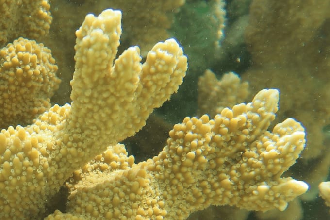 The Coral Doctors