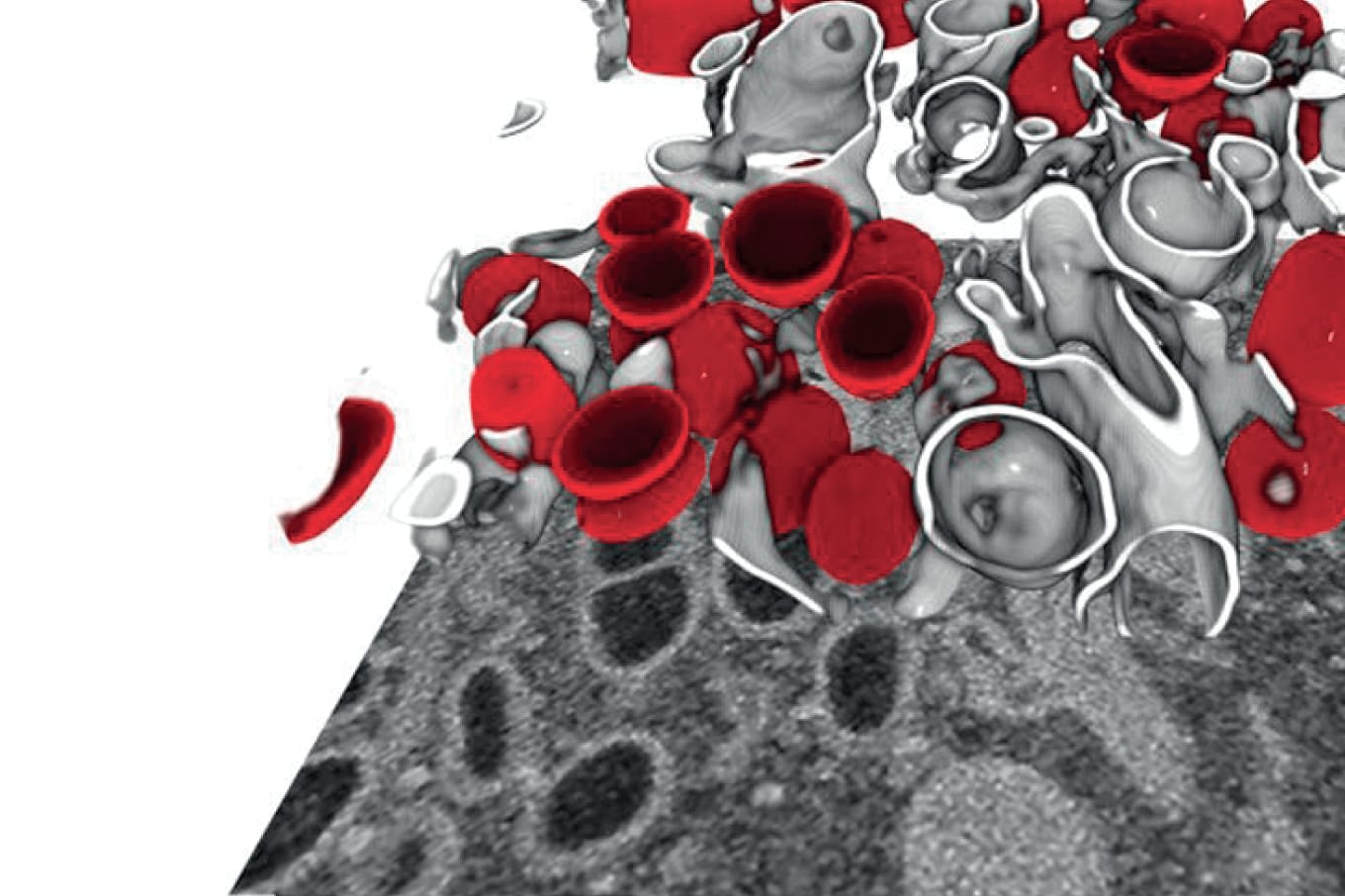 3D Imaging of the SARS-CoV-2 Replication Cycle