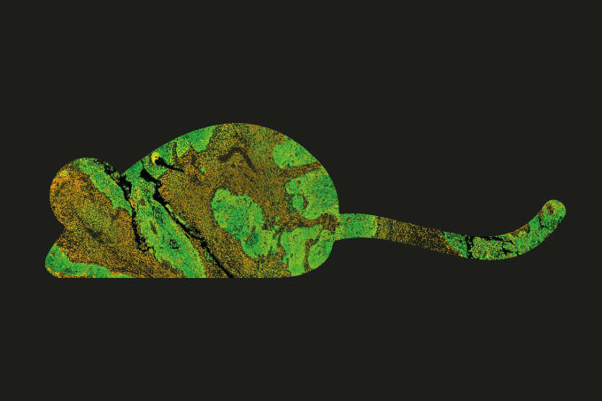 Spectroscopy on the Brain