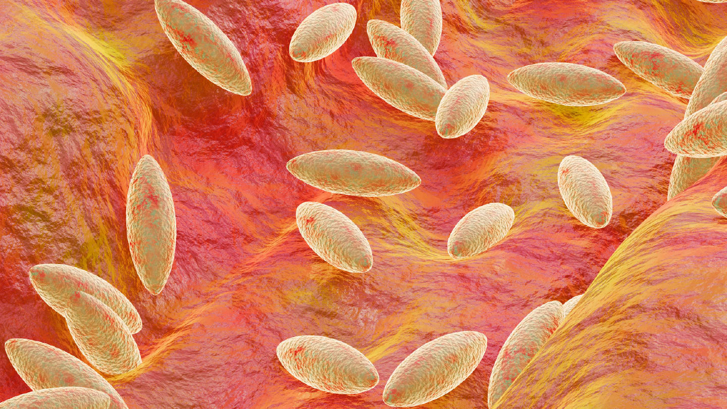 Laboratory Testing Brings Clarity to Brucellosis