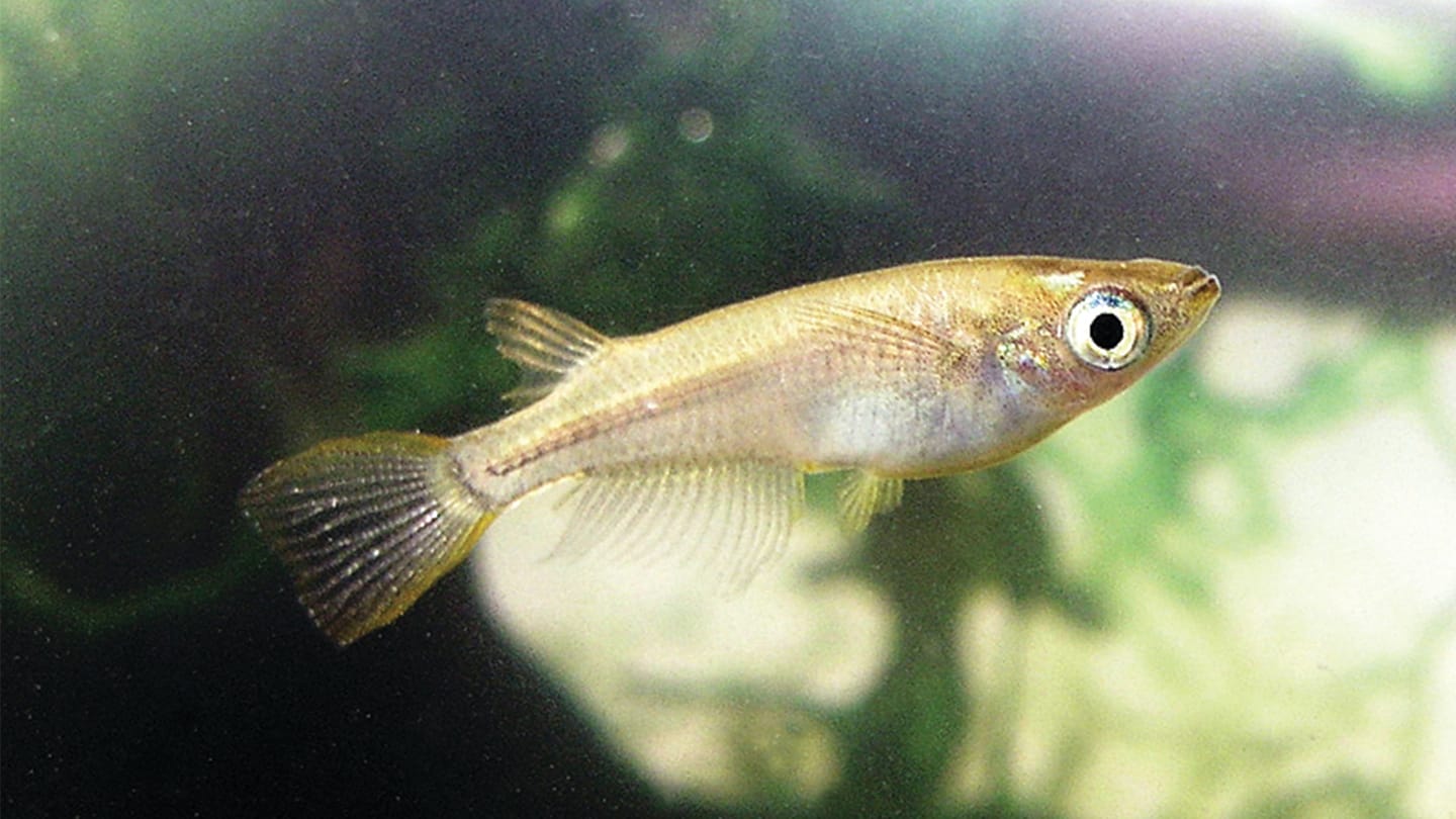 The Lasting Effects of EarlyLife Pollutant Exposure