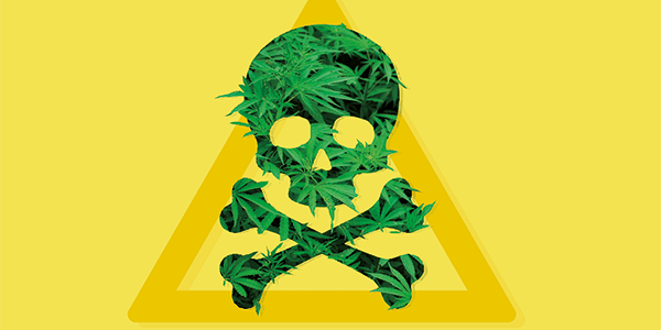The Cannabis Scientist: Issue 4