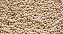 Soybean Blunder