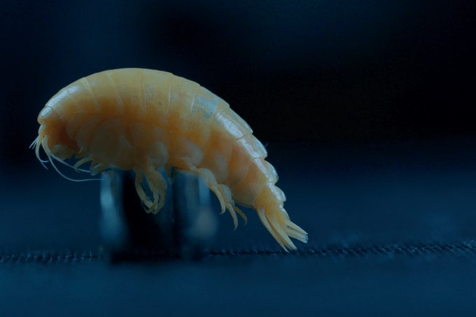 Image of the Month: The (Ugly) Face of Plastics