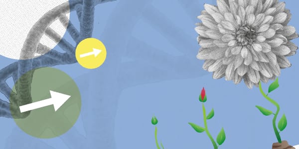 Supporting Growth: from Seed to STEM