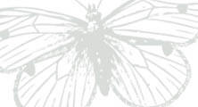 Like a Moth to the… Flower