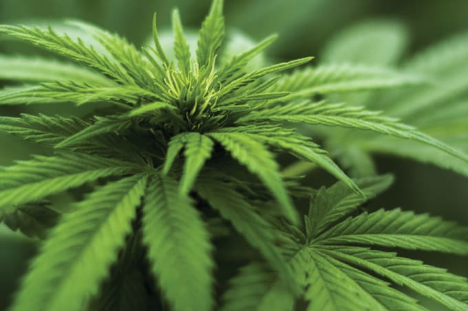 Confronting Cannabis’ Mycotoxin Maze