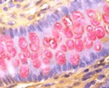 The Complete Picture for your Pathology Workflow