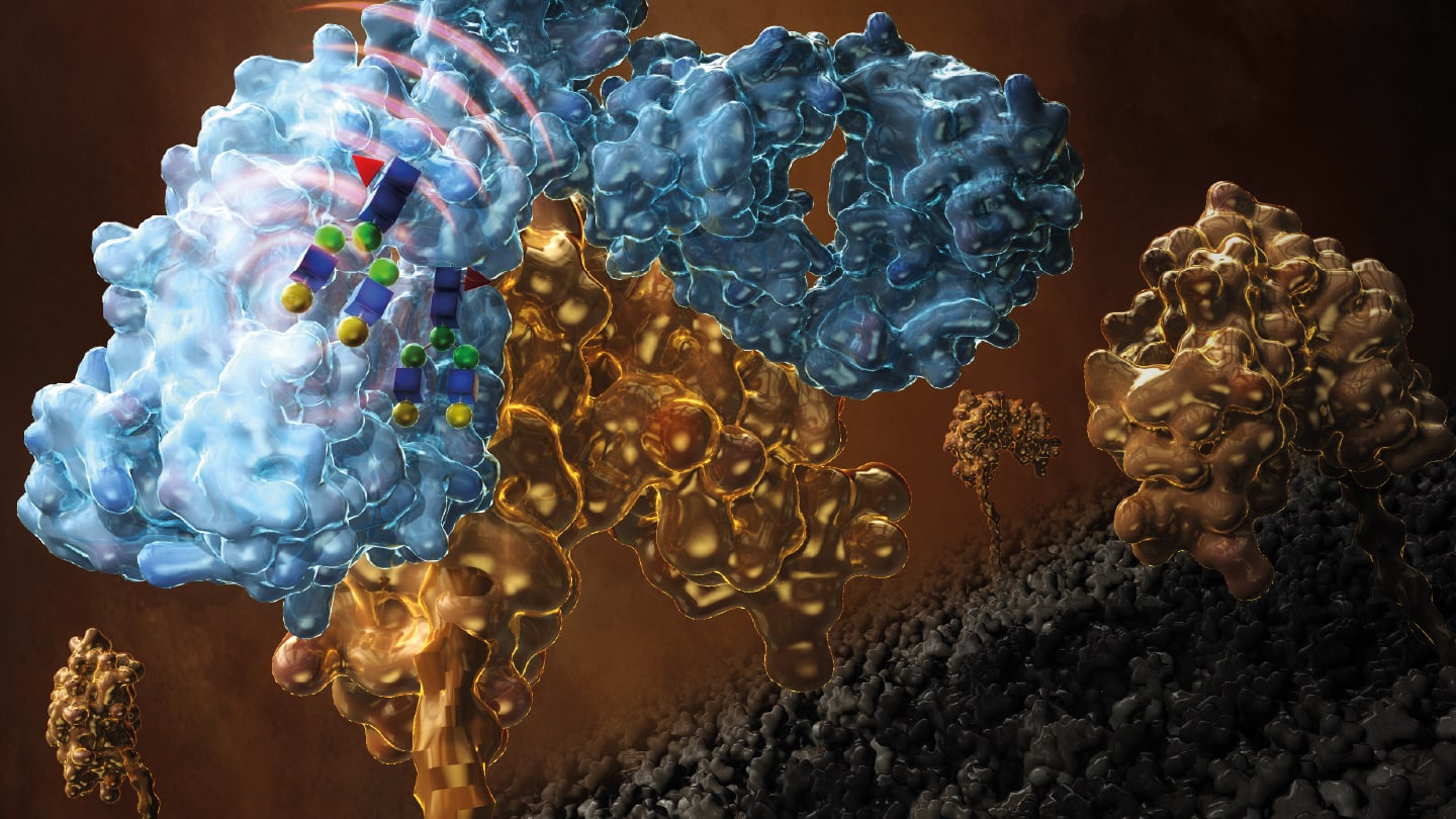 How Glycans Tune Antibody Function