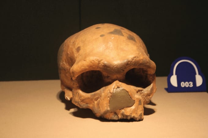 Stashed Skull, Hidden Dragon (Man)